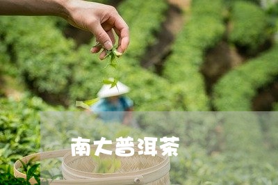 南大普洱茶/2023082952706