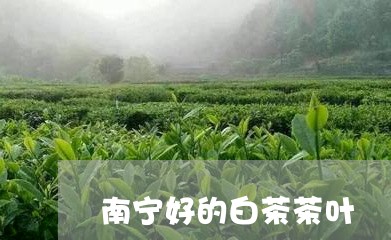 南宁好的白茶茶叶/2023061362795