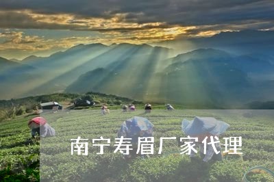 南宁寿眉厂家代理/2023061337241