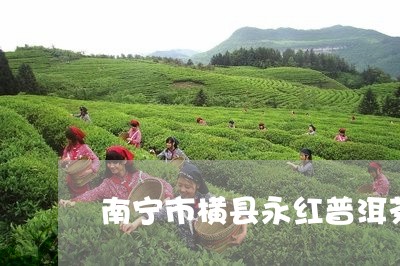 南宁市横县永红普洱茶/2023093057392