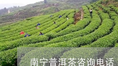 南宁普洱茶咨询电话/2023082623805