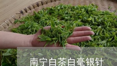 南宁白茶白毫银针/2023061369372