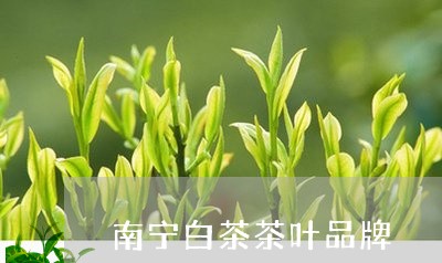 南宁白茶茶叶品牌/2023061342826