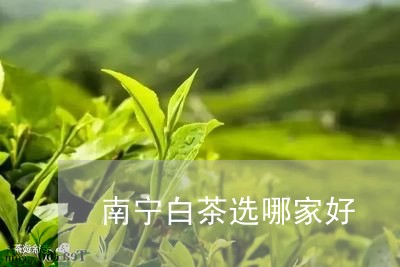 南宁白茶选哪家好/2023061354026