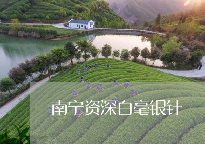 南宁资深白毫银针/2023061306150