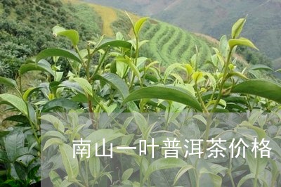 南山一叶普洱茶价格/2023110908384