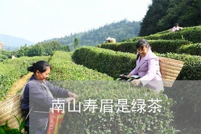 南山寿眉是绿茶/2023112472950