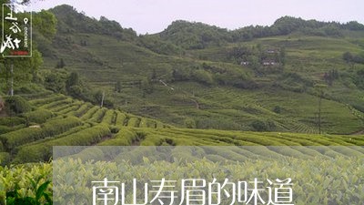 南山寿眉的味道/2023112481816