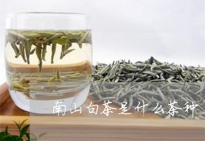 南山白茶是什么茶种/2023121730370