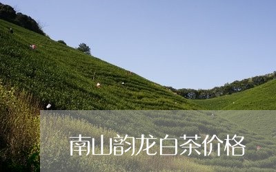 南山韵龙白茶价格/2023061341524