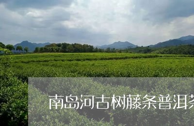 南岛河古树藤条普洱茶/2023072431402