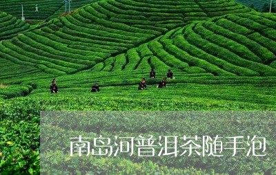 南岛河普洱茶随手泡/2023120509825