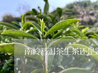 南岭普洱茶生茶还是熟茶/2023103152037