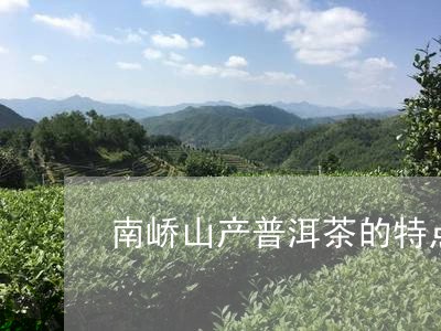 南峤山产普洱茶的特点/2023110356170