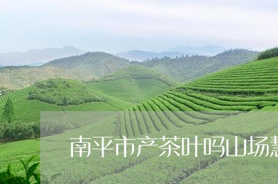 南平市产茶叶吗山场慧苑茶业/2023052637264