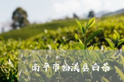 南平市松溪县白茶/2023061369504