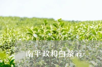 南平政和白茶节/2023112482959