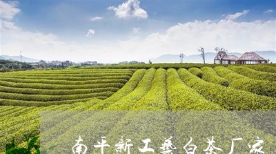 南平新工艺白茶厂家/2023121750495