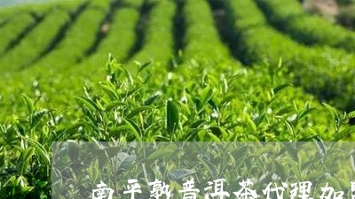 南平熟普洱茶代理加盟/2023092552737