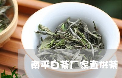 南平白茶厂家直供茶/2023071695037