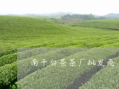 南平白茶茶厂批发商/2023081380593