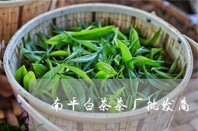 南平白茶茶厂批发商/2023121720691