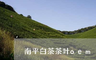 南平白茶茶叶oem/2023121766170