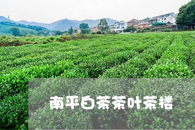 南平白茶茶叶茶楼/2023061310513