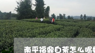 南平福鼎白茶怎么喝好喝/2023092105057