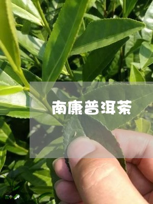 南康普洱茶/2023090550593