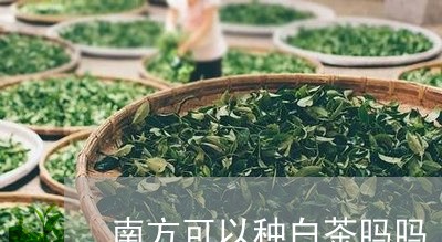 南方可以种白茶吗吗/2023071623926