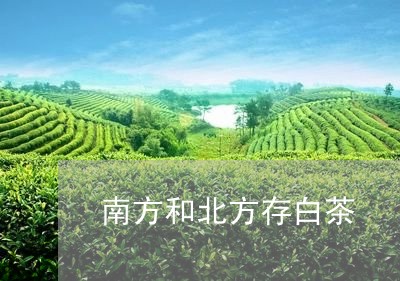 南方和北方存白茶/2023061367269