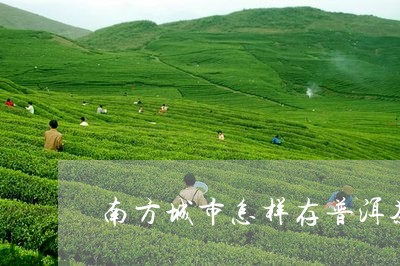 南方城市怎样存普洱茶/2023061744936