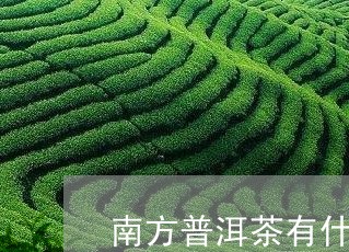 南方普洱茶有什么特点/2023080285830