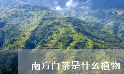 南方白茶是什么植物/2023071669403