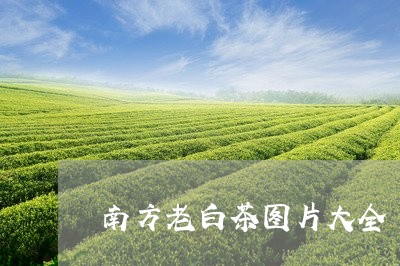 南方老白茶图片大全/2023071696361