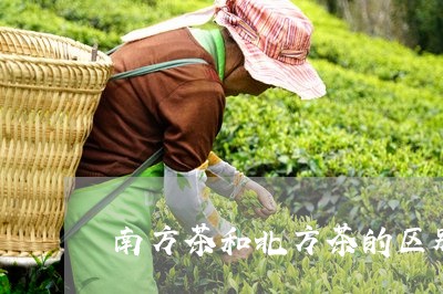 南方茶和北方茶的区别/2023071555037