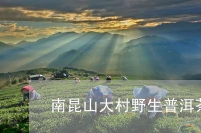 南昆山大村野生普洱茶/2023061687139