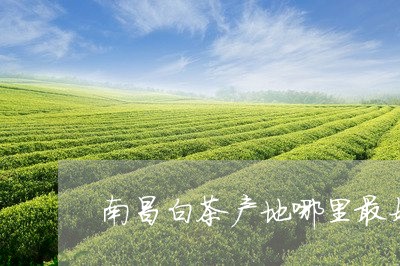 南昌白茶产地哪里最好喝/2023063069584