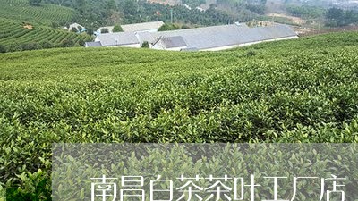 南昌白茶茶叶工厂店/2023121736371