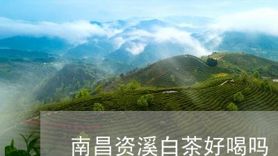 南昌资溪白茶好喝吗/2023071524069