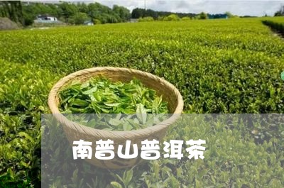 南普山普洱茶/2023102536369