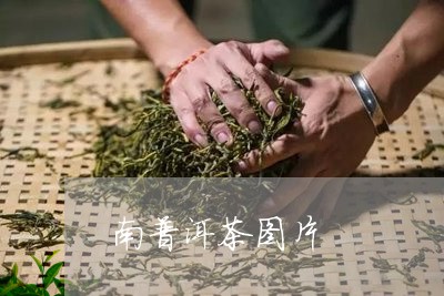 南普洱茶图片/2023042839976