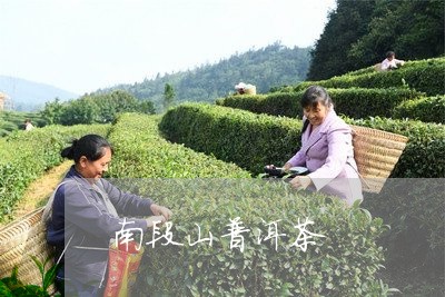 南段山普洱茶/2023042757023