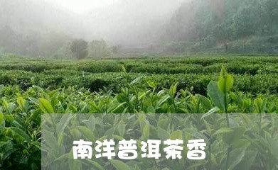 南洋普洱茶香/2023042661605