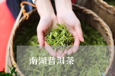 南湖普洱茶/2023090624717