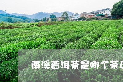 南溪普洱茶是哪个茶区/2023080260703