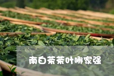 南白茶茶叶哪家强/2023081391816