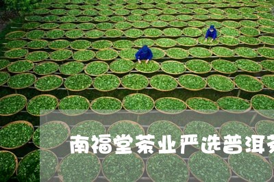 南福堂茶业严选普洱茶/2023092703858