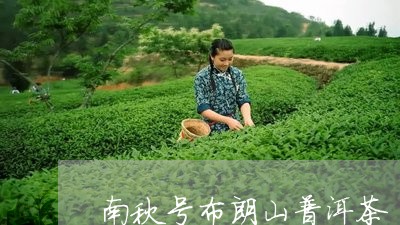 南秋号布朗山普洱茶/2023120587279